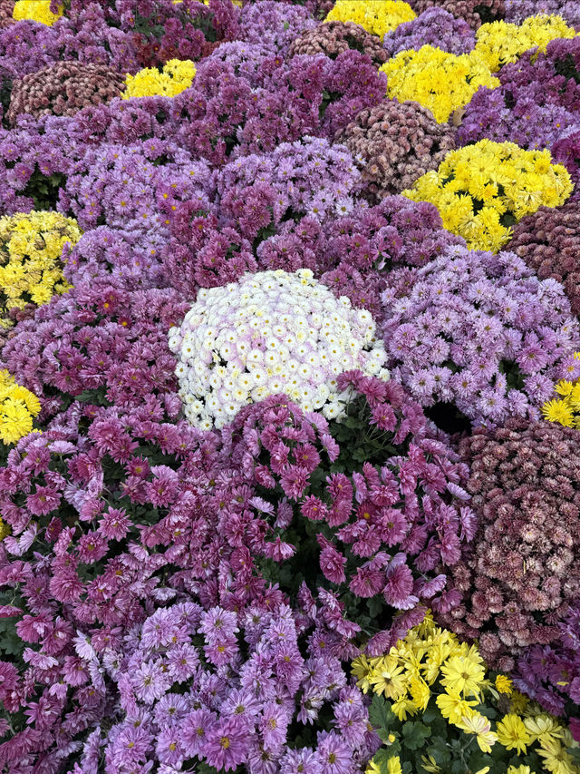 朝陽公園最美打卡路線 朝陽公園最美打卡路線