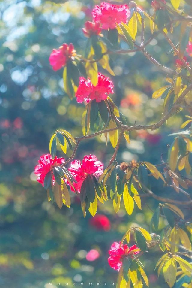 花又開好了-貴州畢節百里杜鵑花大賞