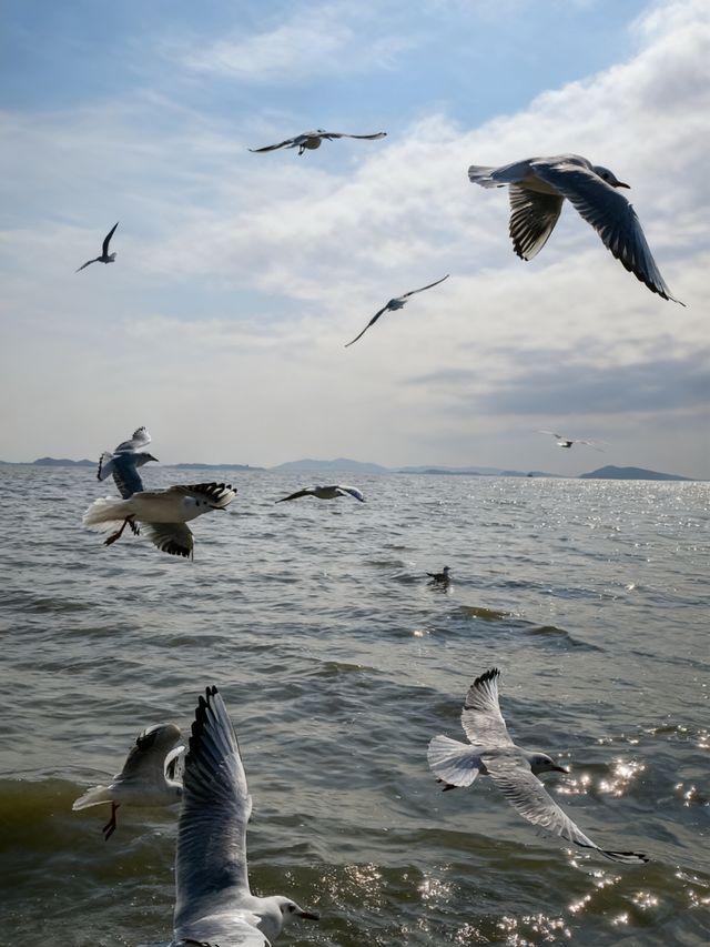 太湖追鷗奇遇記！60元船票解鎖「海陸空」三重浪漫！