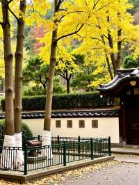 廣東秋日私藏浪漫！南雄銀杏打卡攻略全放送