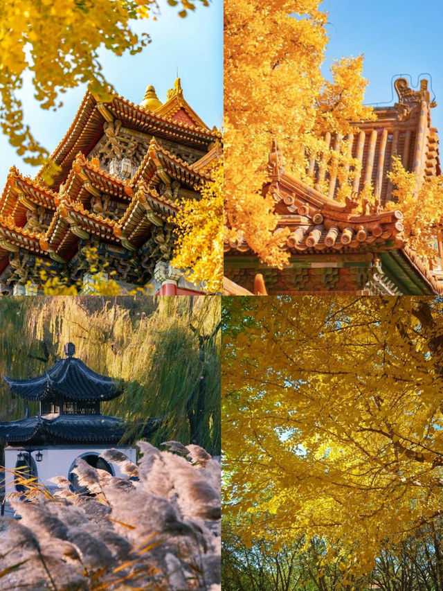 北京秋日封神！“北平”的溫柔濾鏡已上線