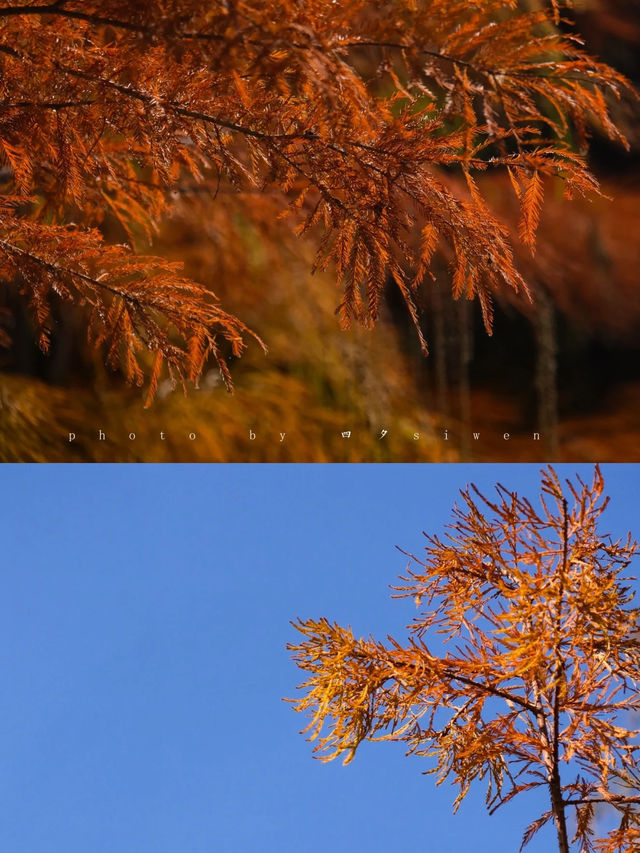 鄭州北龍湖紅杉樹美哭了|又是一年橙黃橘綠時