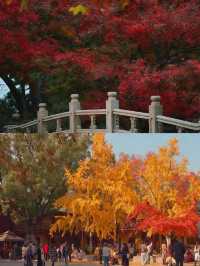 廬山很美，真心建議10-11月來，因為-