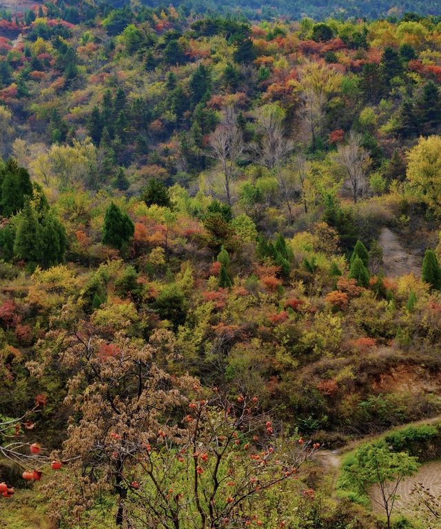 阜平山的深秋美景解鎖啦｜把北方的美景變成了油畫