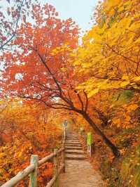 漫山紅葉與山間野趣的浪漫邂逅