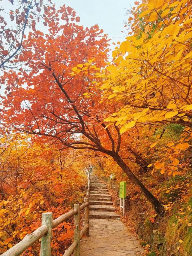 漫山紅葉與山間野趣的浪漫邂逅