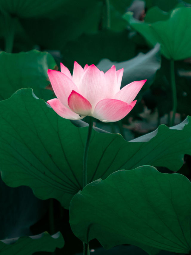洪湖公園打卡|遛彎觀鳥拍荷花的治癒半日遊 洪湖公園打卡|遛彎觀鳥拍荷花的治癒半日遊