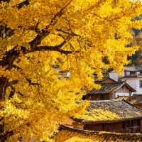 中國醉美銀杏村落·桐子坳