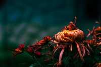 銀杏菊韻寶藏拍攝地