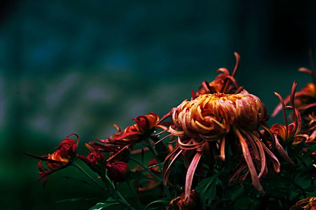 銀杏菊韻寶藏拍攝地 銀杏菊韻寶藏拍攝地