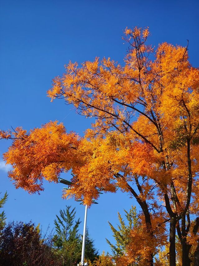 會澤秋韻：在時光摺皺裡拾起一城金黃