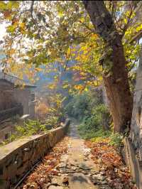 莫干山的秋！藏在古道裡的彩色秘境