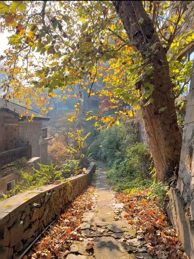 莫干山的秋！藏在古道裡的彩色秘境