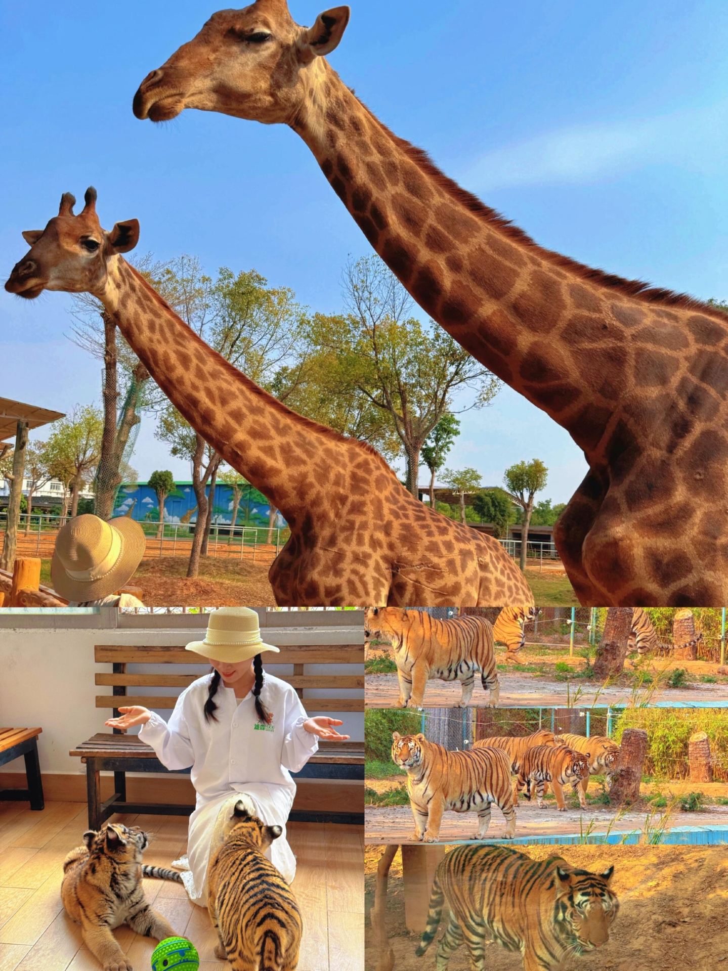 Exploring the Zoo: A Wonderful Encounter with Nature and Creatures