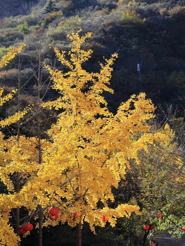 在武安發現一家神仙酒店