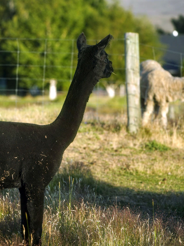 寒假/春節小團遊紐西蘭|南島觀鯨+賞峽灣