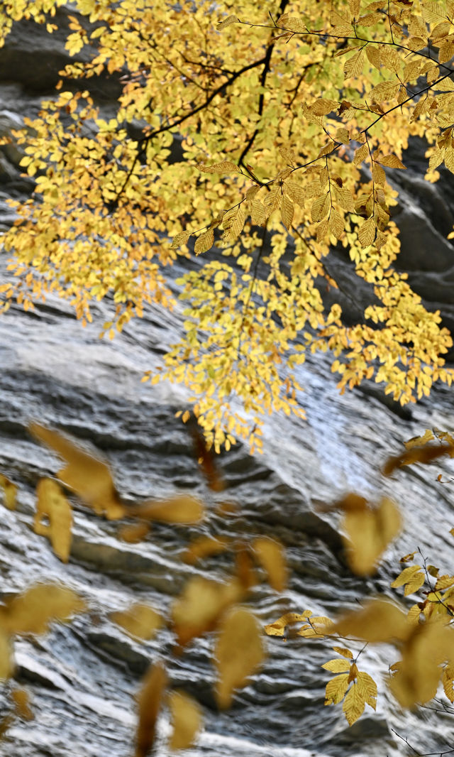 陝西秋日封神之境！黎坪紅葉美到失語