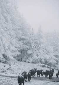 這簡直就是 滑雪愛好者的福音!!!