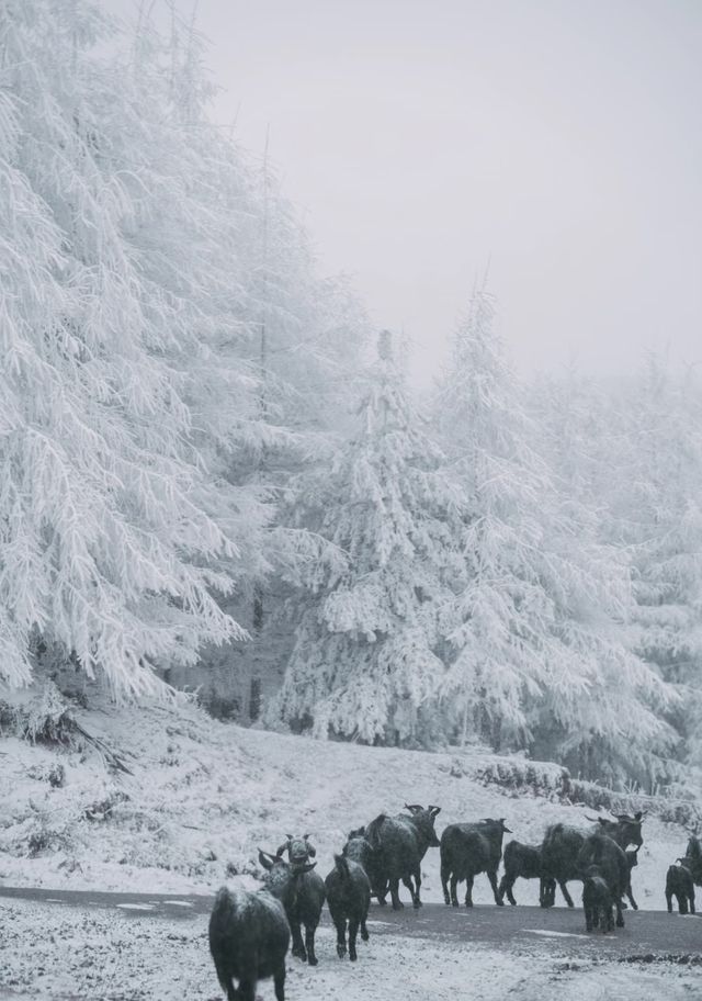 這簡直就是 滑雪愛好者的福音!!! 這簡直就是 滑雪愛好者的福音!!!
