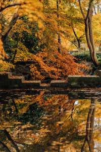 南京賞秋倒數最後10天必打卡的絕美秋色攻略