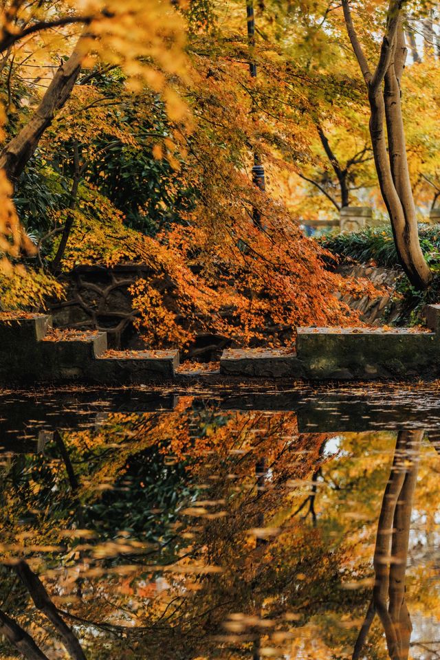 南京賞秋倒數最後10天必打卡的絕美秋色攻略 南京賞秋倒數最後10天必打卡的絕美秋色攻略