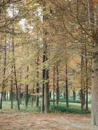 貴陽初冬·唯一想去無數次的公園