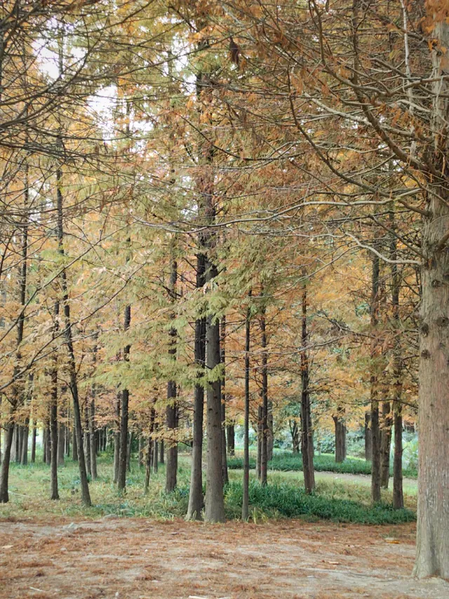 貴陽初冬·唯一想去無數次的公園