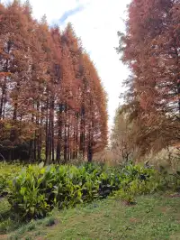 貴陽初冬·唯一想去無數次的公園