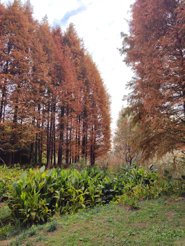 貴陽初冬·唯一想去無數次的公園