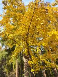 上海共青森林公園|秋日限定浪漫被我發現了