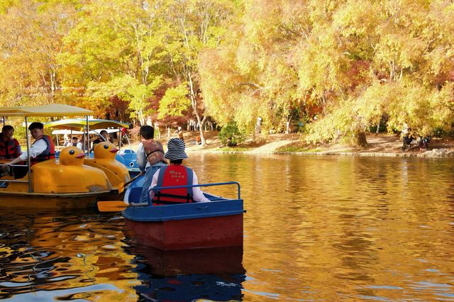 超全攻略!冬日共青森林公園賞秋絕了 超全攻略!冬日共青森林公園賞秋絕了