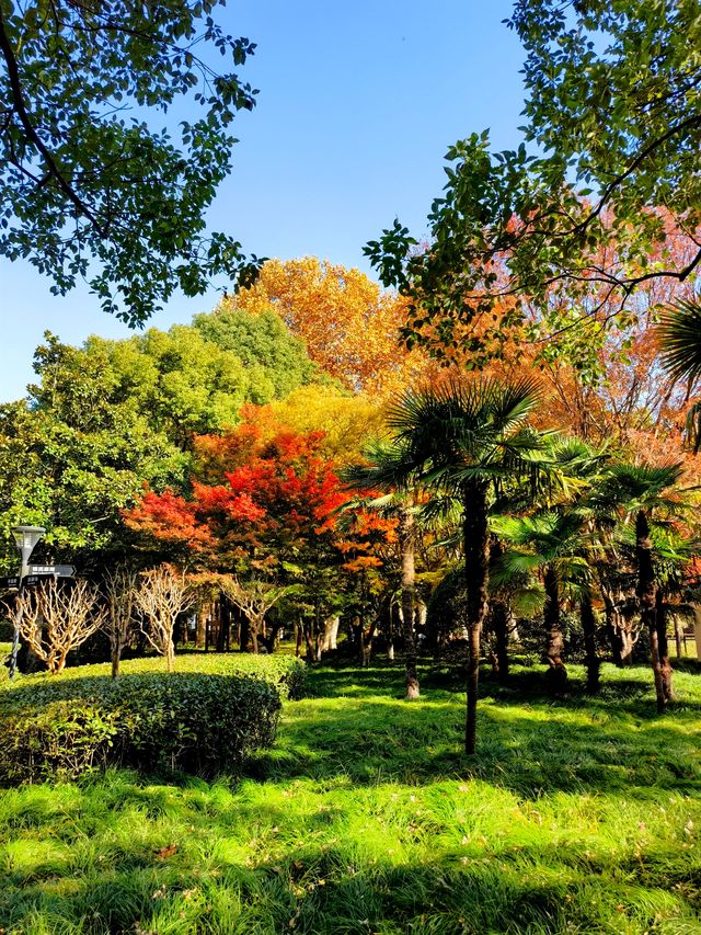 上海楊浦免費賞秋地