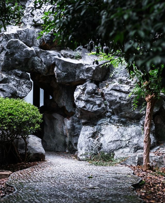 紫微園賞銀杏絕美 紫微園賞銀杏絕美