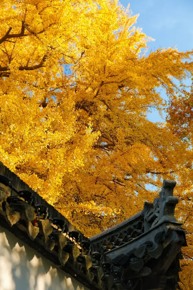 11.30 Live Shots｜Each Tree is a Scene of Brilliant Autumn