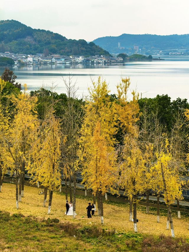 行者遊記|寧波黃金大道東錢湖Zui上鏡銀杏林 行者遊記|寧波黃金大道東錢湖Zui上鏡銀杏林