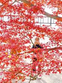 嘉興南湖賞楓指南！紅透半邊天的秋日浪漫