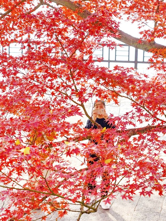 嘉興南湖賞楓指南！紅透半邊天的秋日浪漫