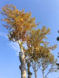 南京綠博園秋日限定藏在城市的絕美秘境