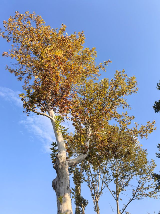 南京綠博園秋日限定藏在城市的絕美秘境 南京綠博園秋日限定藏在城市的絕美秘境