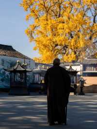 蘇州太平老街|邂逅千年銀杏的古寺禪意