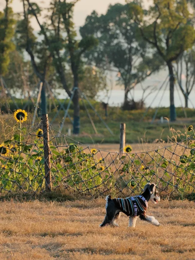 蘇州陽澄湖｜帶快樂小狗來草坪撒歡打滾