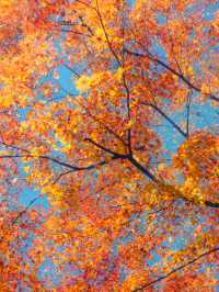 帶上這個以防萬一｜秋天的星星調色教程