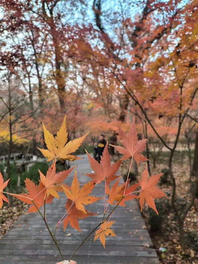 南京棲霞山的楓葉紅了 南京棲霞山的楓葉紅了