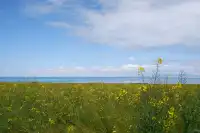 寧夏青海線Day3|闖入青海湖的藍眼淚