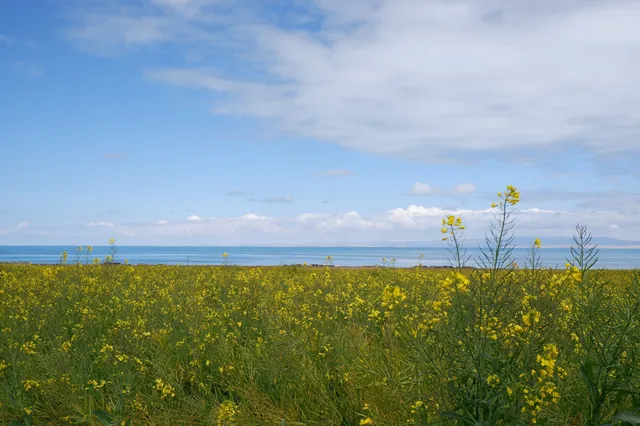 寧夏青海線Day3|闖入青海湖的藍眼淚 寧夏青海線Day3|闖入青海湖的藍眼淚