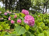 五月必刷南京繡球公園花開成海 美到犯規