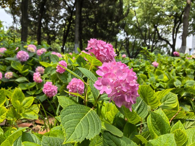 五月必刷南京繡球公園花開成海 美到犯規 五月必刷南京繡球公園花開成海 美到犯規