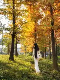 被問瘋的上海楓葉旋梯錯過真的等一年…