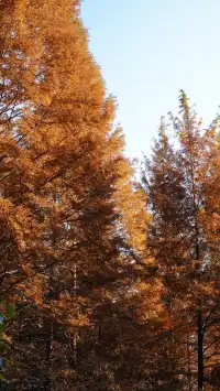 墜入「暮光森林」平陽滿田森林公園