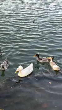賞銀杏~一定要來玄武湖梁洲覽勝閣~